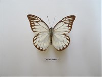 藏品(鋸粉蝶)的圖片